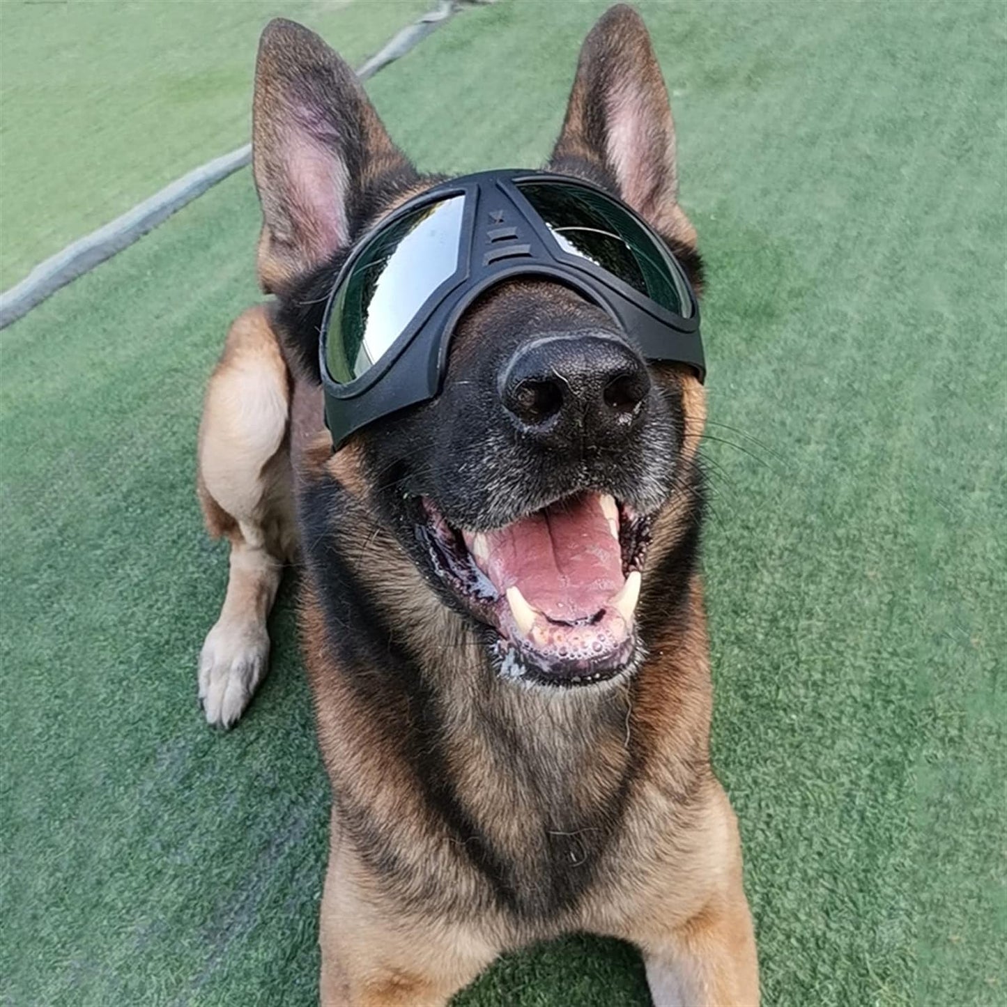 DogSki Skibril
