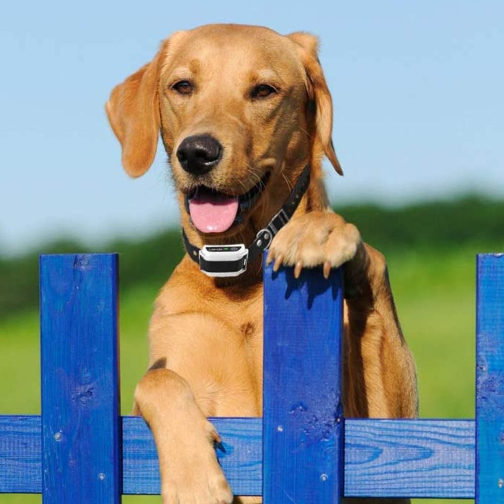 Kabelloses unsichtbares unterirdisches elektrisches Hundetrainings-Drahtzaun-Set