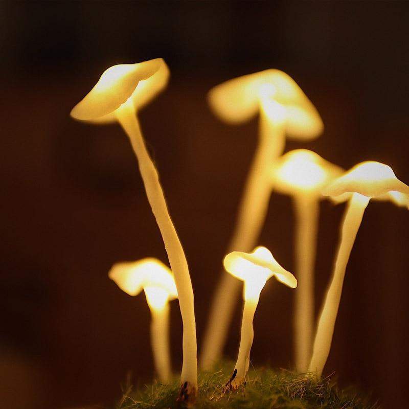 Doe-het-zelf paddenstoelen in bossen licht