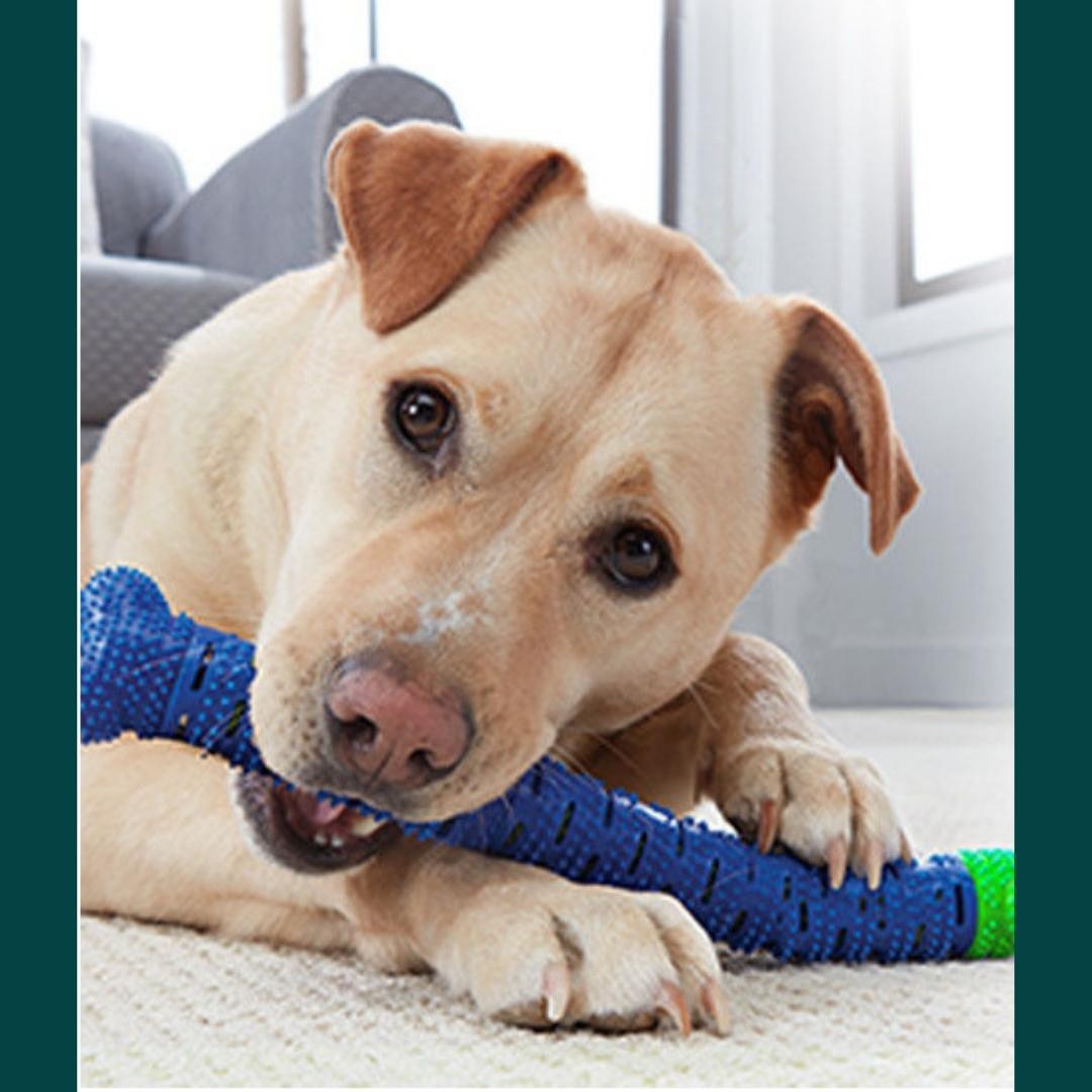 ChewBrush (Honden Tandenborstel)