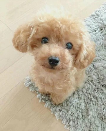 Realistische Teddy Hond Lucky Pluche Puppy