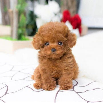 Realistische Teddy Hond Lucky Pluche Puppy