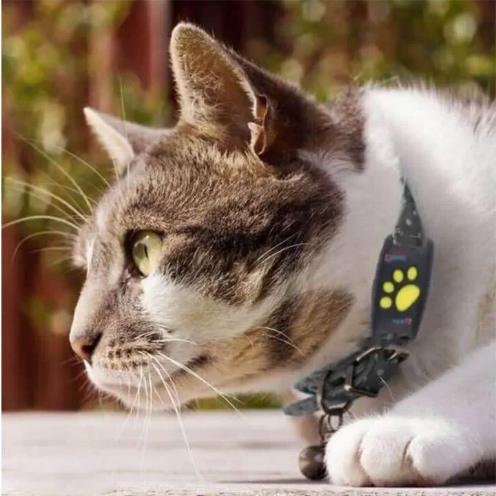 Intelligentes GPS-Tracker-Halsband für Katzen
