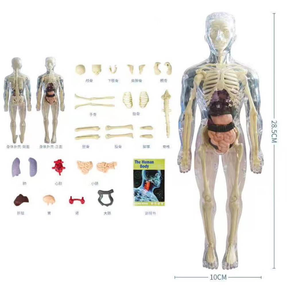 Menselijke anatomie lichaamsmodel voor kinderen en leerlingen
