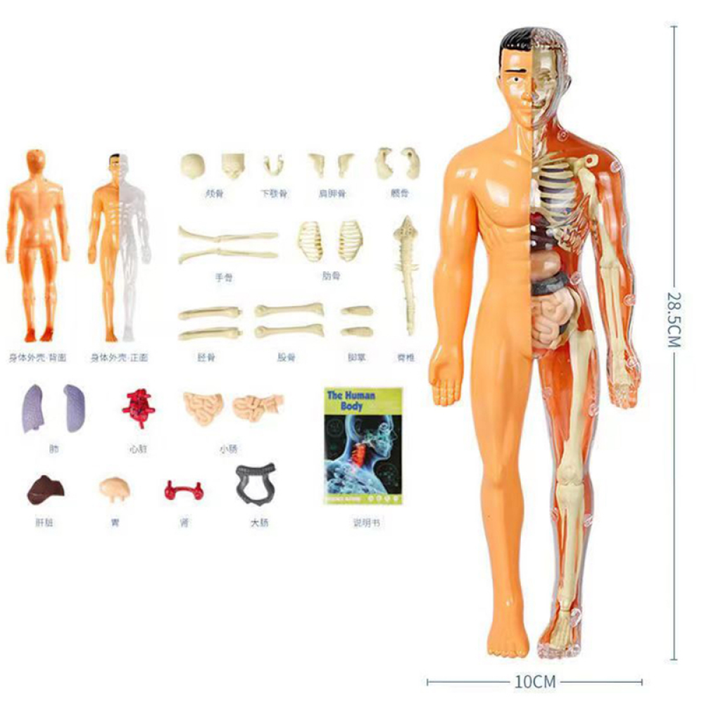 Menselijke anatomie lichaamsmodel voor kinderen en leerlingen