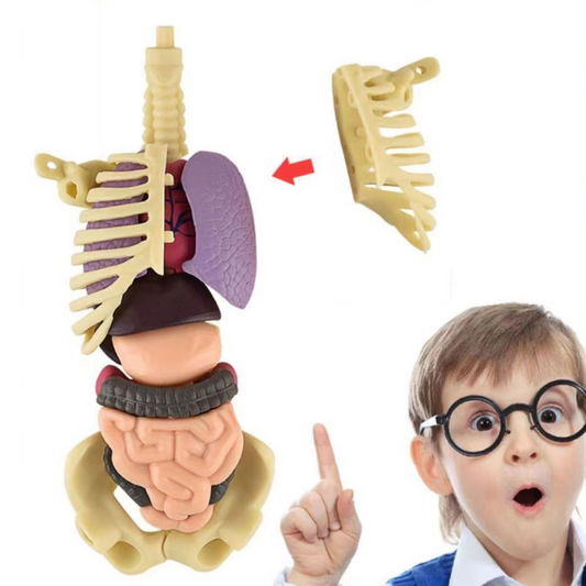 Menselijke anatomie lichaamsmodel voor kinderen en leerlingen