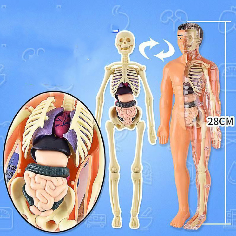Menselijke anatomie lichaamsmodel voor kinderen en leerlingen