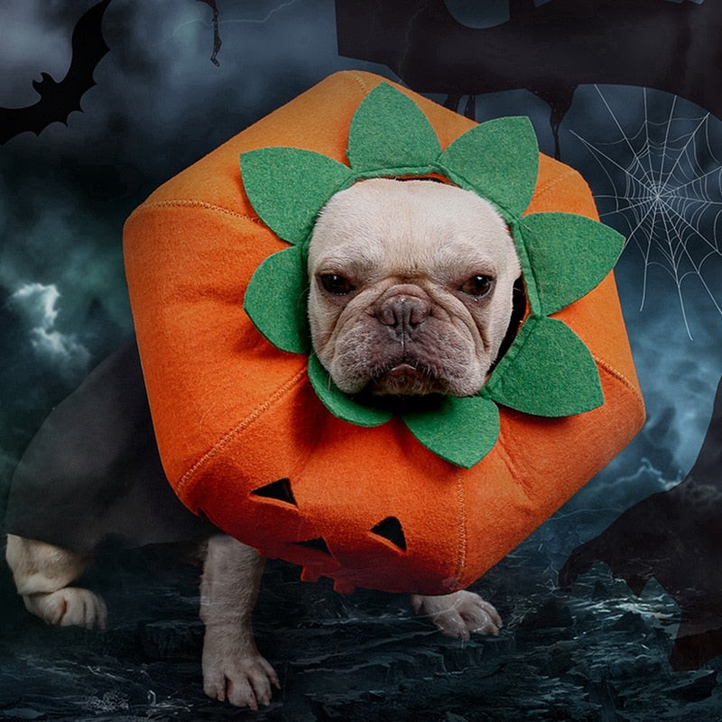 Fancy Dress : Pumpkin