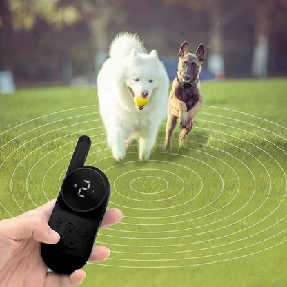 Beste trainingshalsband voor kleine honden