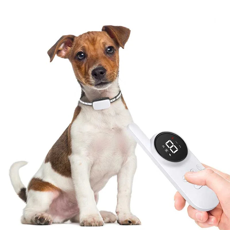 Beste trainingshalsband voor kleine honden