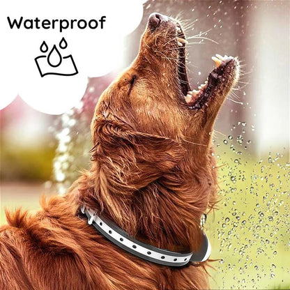Beste trainingshalsband voor kleine honden