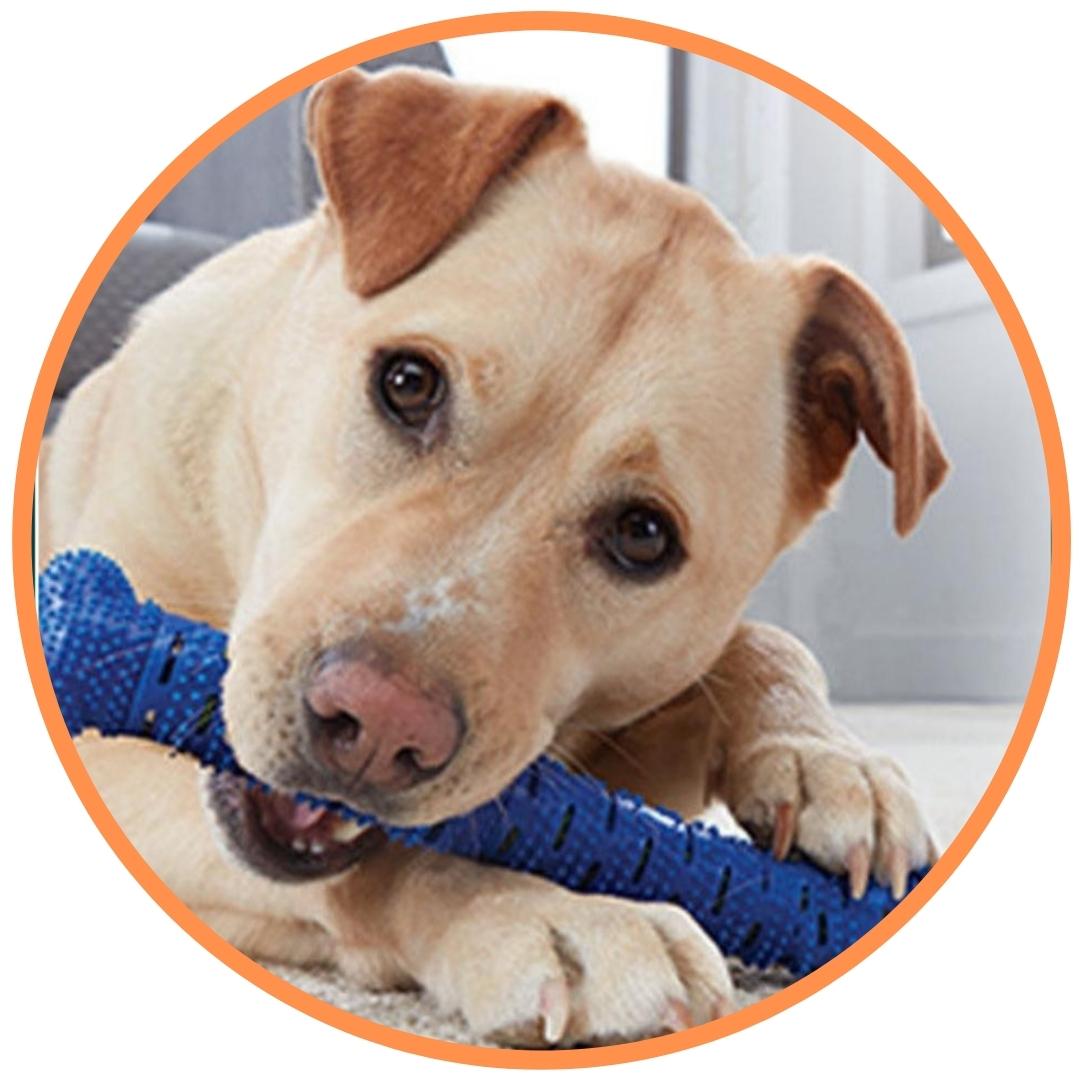 ChewBrush (Honden Tandenborstel)