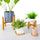 Houten plantenpot trays