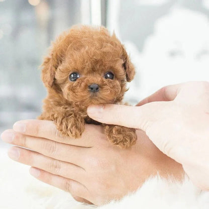 Robotische Puppy, Interactief Huisdier