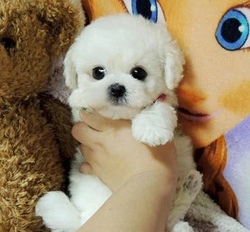 Realistische Teddy Hond Lucky Pluche Puppy